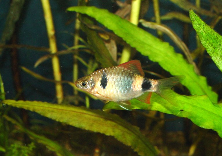 Probable adult male.