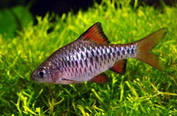 Adult male from the Indian aquarium trade; commercial strain.