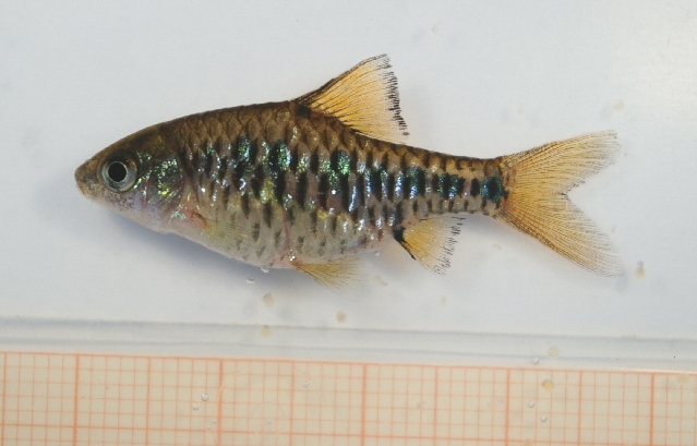 Adult male; commercial strain.