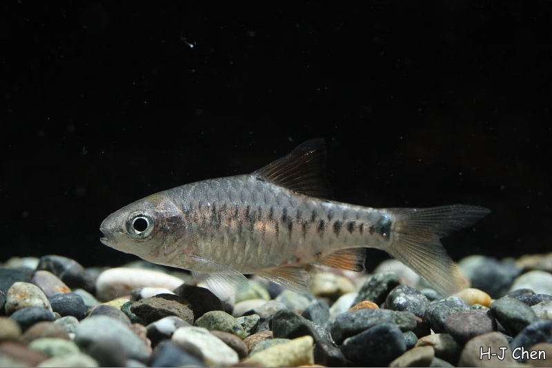 Subadult male; commercial strain.