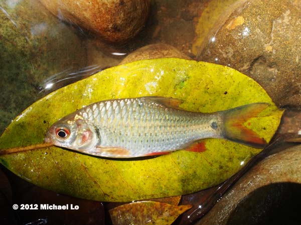 Freshly-collected subadult from Sarawak