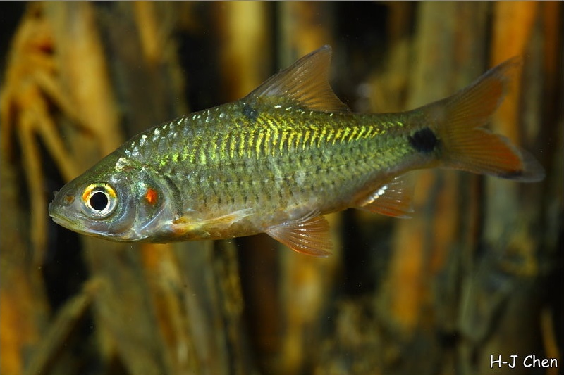 Juvenile from the aquarium trade.