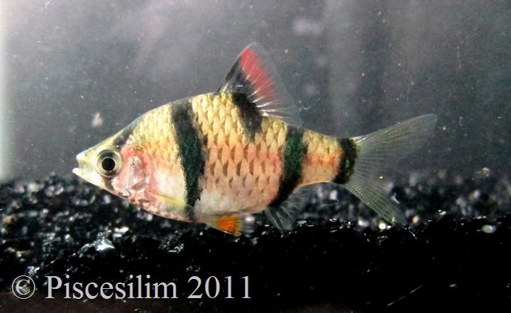 Wild specimen from Kelantan state, northern Peninsular Malaysia.