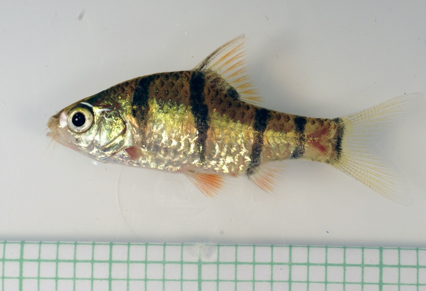 Specimen from the aquarium trade.