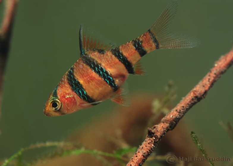 Wild caught specimen from Sibu Division, Sarawak, Borneo.