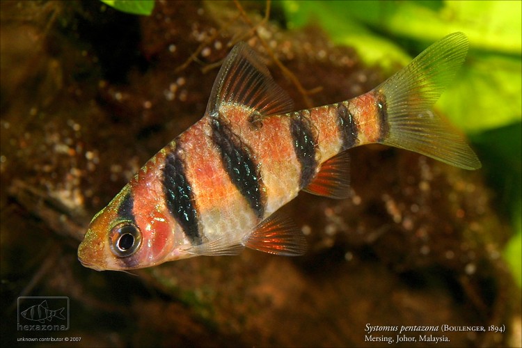 This individual displays the dark marking below the posterior base of the dorsal-fin which is characteristic of P. pentazona, but was apparentl collected in Johor state, Peninsular Malaysia which is outside its generally-accepted range.
