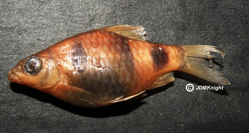 Preserved specimen.