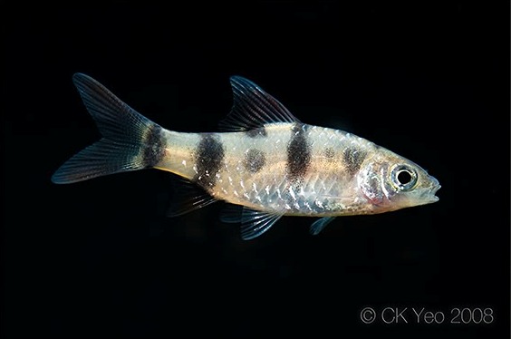 Older juvenile.