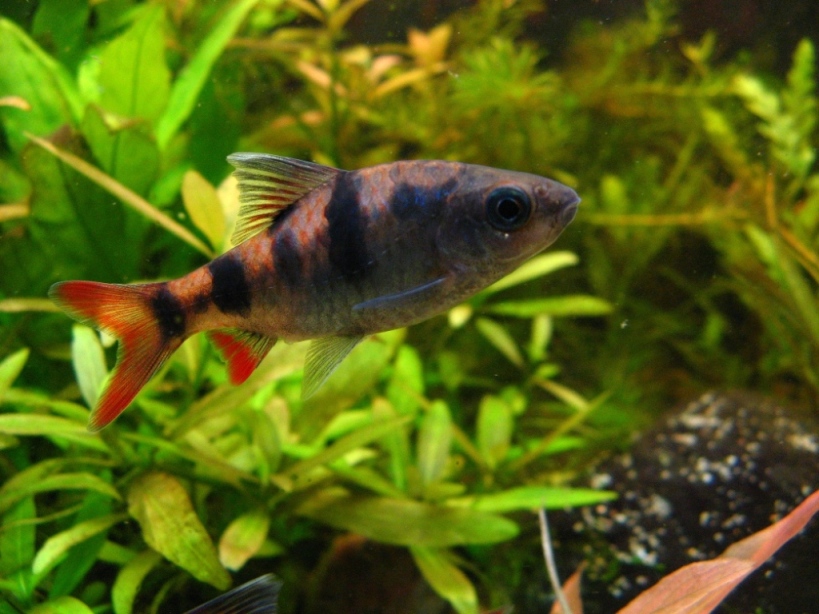 Subadult from the aquarium trade.