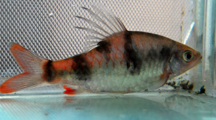 Wild adult male collected from Papanasam, Tamil Nadu state.