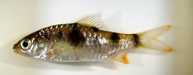 Subadult from the aquarium trade...