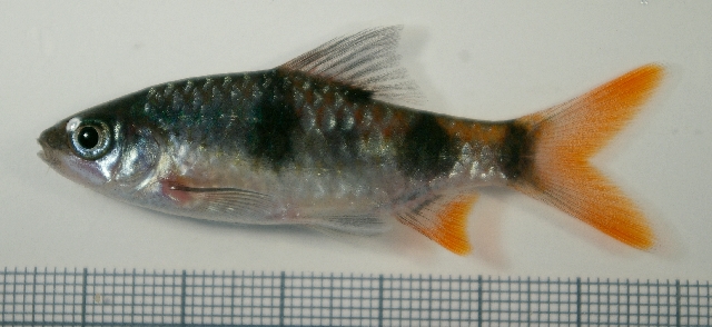 Young male from the aquarium trade.