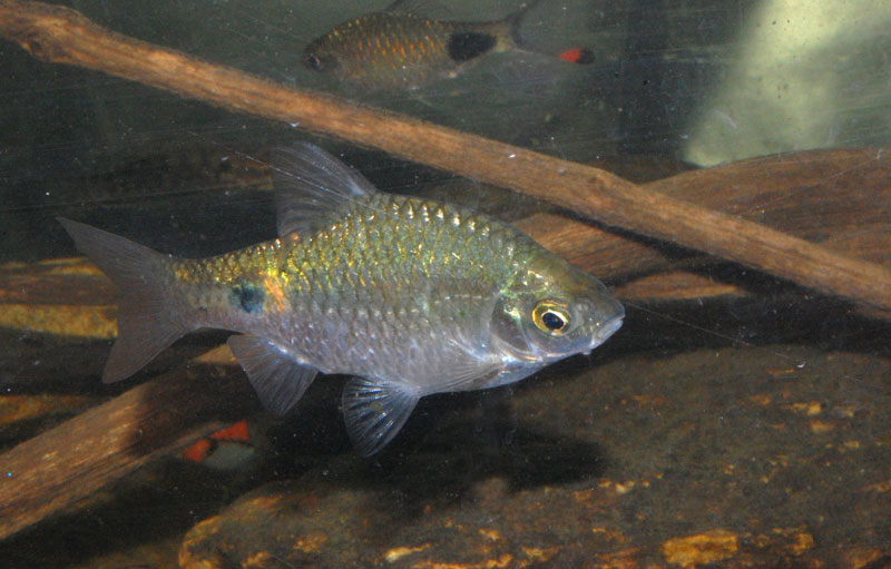 Wild specimen collected close to Bangalore, Karnataka state, southern India.