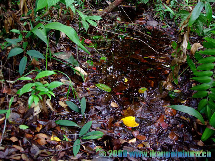 Habitat close to Anjungan, Kalimantan Barat province, Indonesia, Borneo.