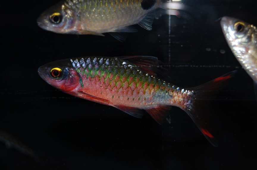 Adult males of certain populations are highly-coloured.