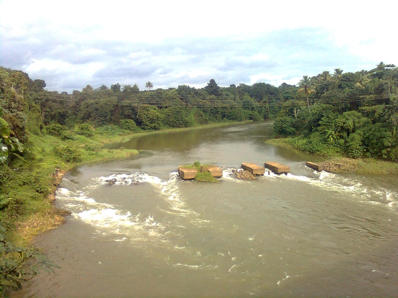 D. exclamatio may be endemic to the Kallada River drainage in southern Kerala.