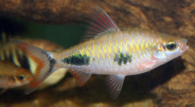 Adult male specimen.