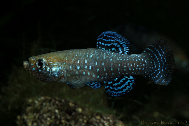 Adult male from the Einot Zukim nature reserve, northern tip of the Dead Sea, Israel.
