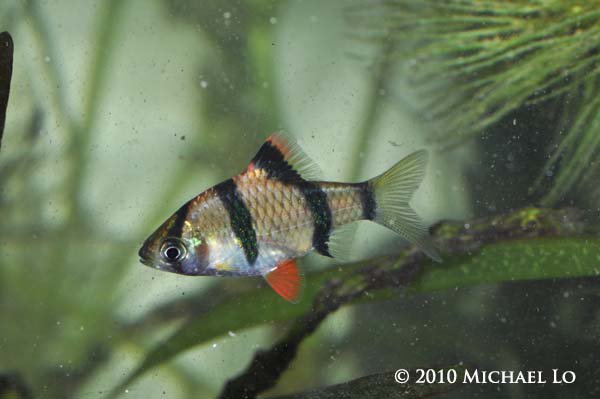 Wild-collected P. anchisporus have red pelvic fins
