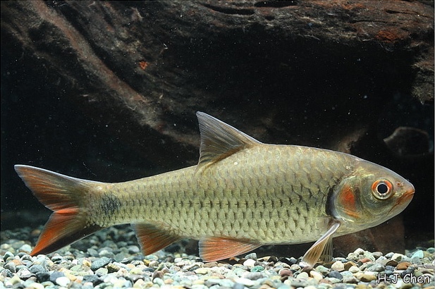 S. orphoides was the only species occurring in Southeast Asia retained in the Systomus