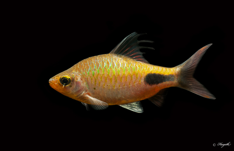The genus Dawkinsia is named after Richard Dawkins. Pic shows D. rohani