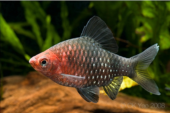 The popular black ruby barb is renamed Pethia nigrofasciata