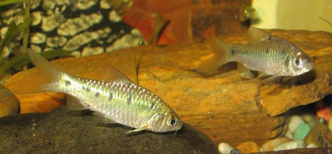 This species normally has 4 dark markings on each flank, but may occasionally have more, as seen in the specimen on the left here.