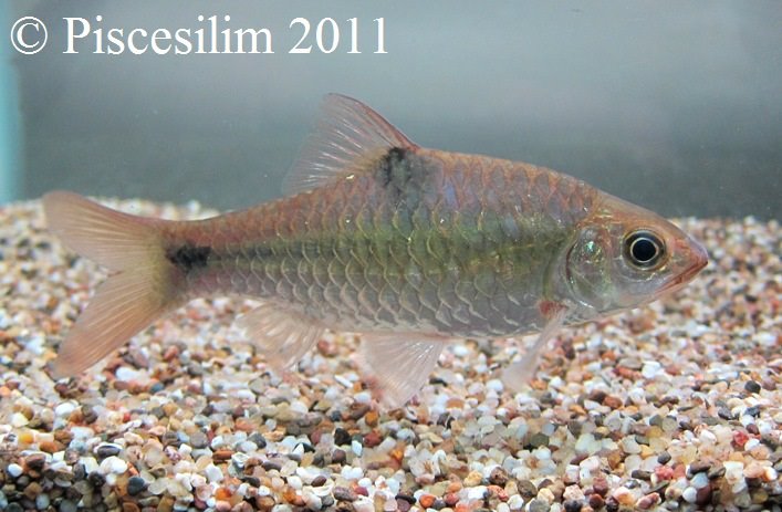 Individual from Kedah state, northern Peninsular Malaysia.