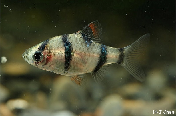 P. partipentazona is relatively easy to identify