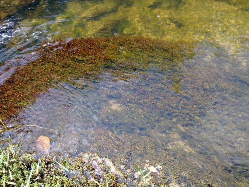 The aquatic plant Rotala rotundifolia in the same habitat.