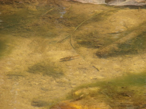 Adult male in its natural habitat near Kudremukh, Karnataka state.