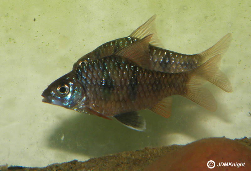 Adult male in the aquarium.