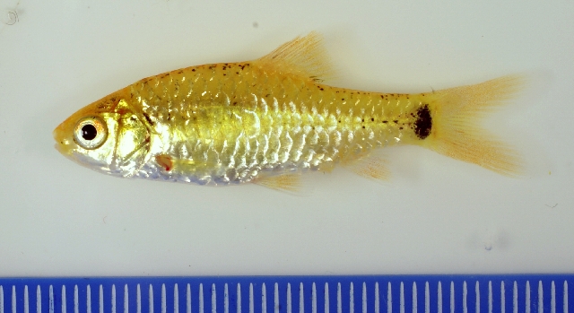 Subadult specimen from the aquarium trade.