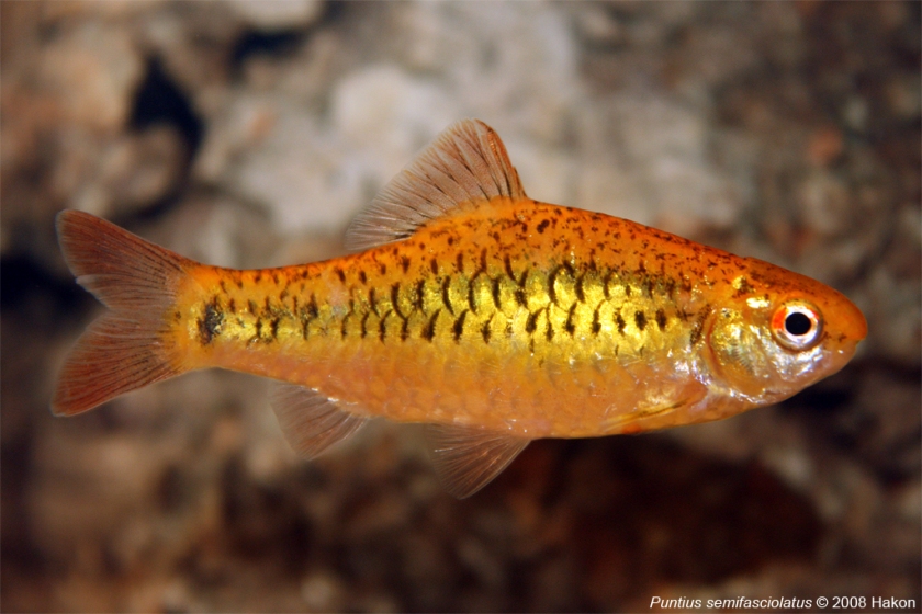 The 'golden' strain does not occur in nature but is a popular aquarium subject.