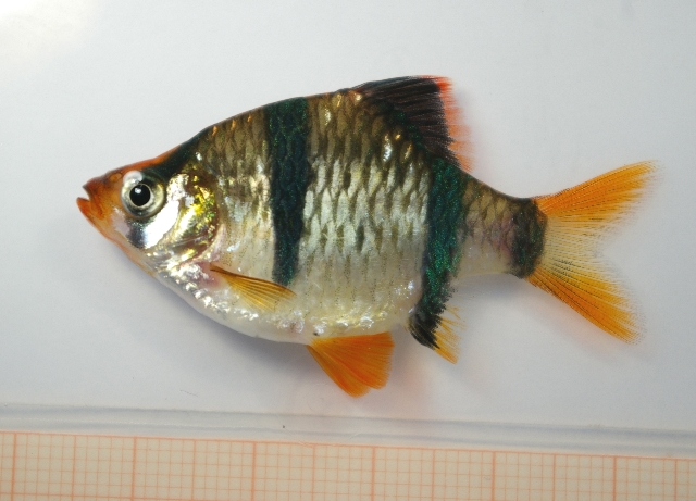 Specimen from the aquarium trade from the study of Collins et al. (2012)