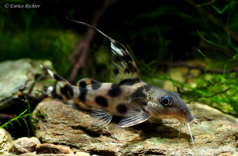 Mochokid catfishes such as Synodontis spp. represent one of many freshwater families endemic to Africa