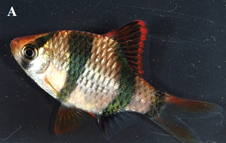 Live individual of Systomus navjotsodhii