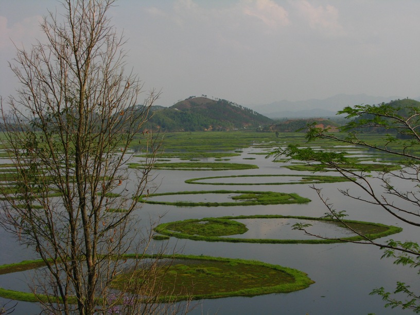 Circular fishing traps known as athaphums cover much of the surface of Loktak Lake (see 'Habitat').