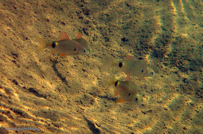 Group of adults in their natural habitat; Thailand.