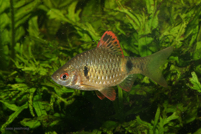 Wild-collected individual from northern Thailand.