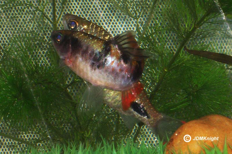 Dawkinsia species are apparently able to hybridise. Here a male D. tambraparniei spawns with a female D. assimilis.