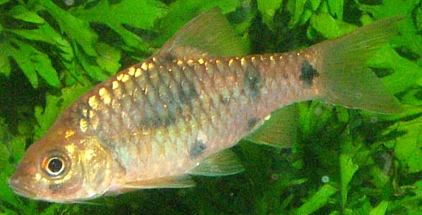 Wild-collected individual from Sarawak.