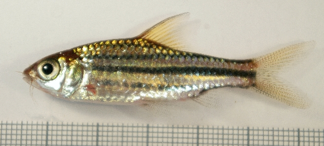 Specimen from the aquarium trade.
