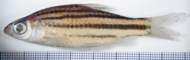 Preserved specimen from the aquarium trade.