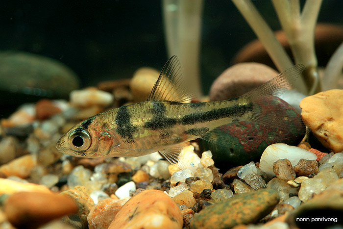 Juvenile individual from Thailand.