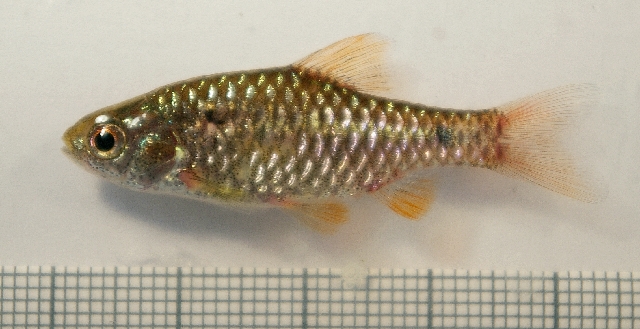 Young specimen.