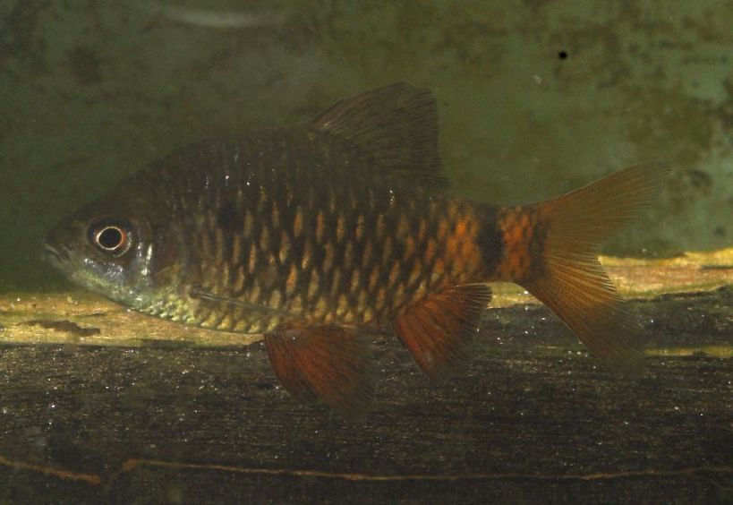 Adult male after 2 weeks' maintenance in a dimly-lit aquarium.