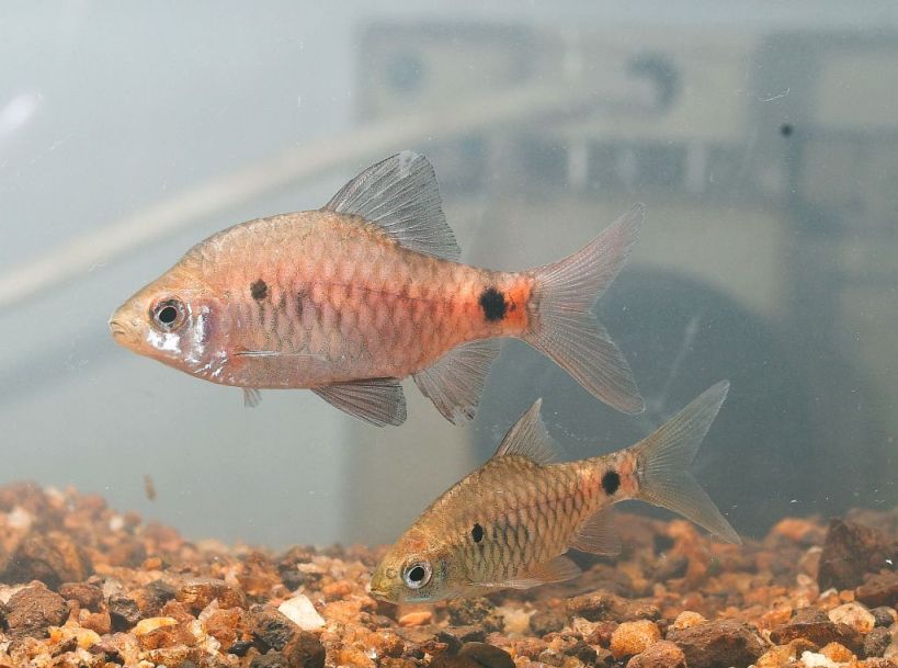 Wild adult pair photographed on the day of collection; male above.