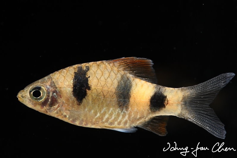 Individual from the aquarium trade.