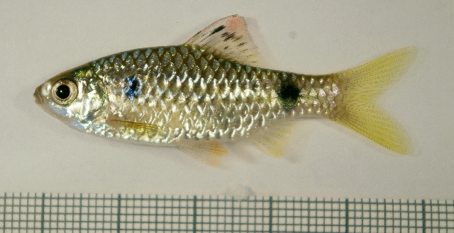 Specimen from the aquarium trade...